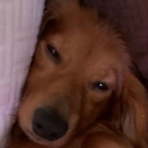 Meet your Posher, Josue